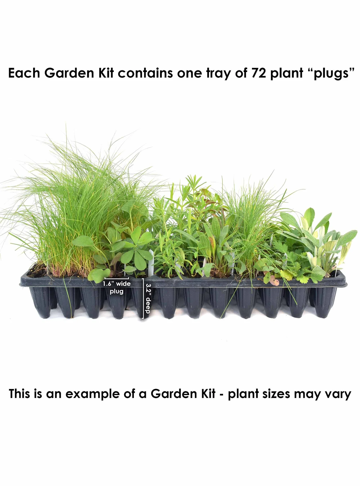 Pollinator Garden Starter Pack - 18 pots (3