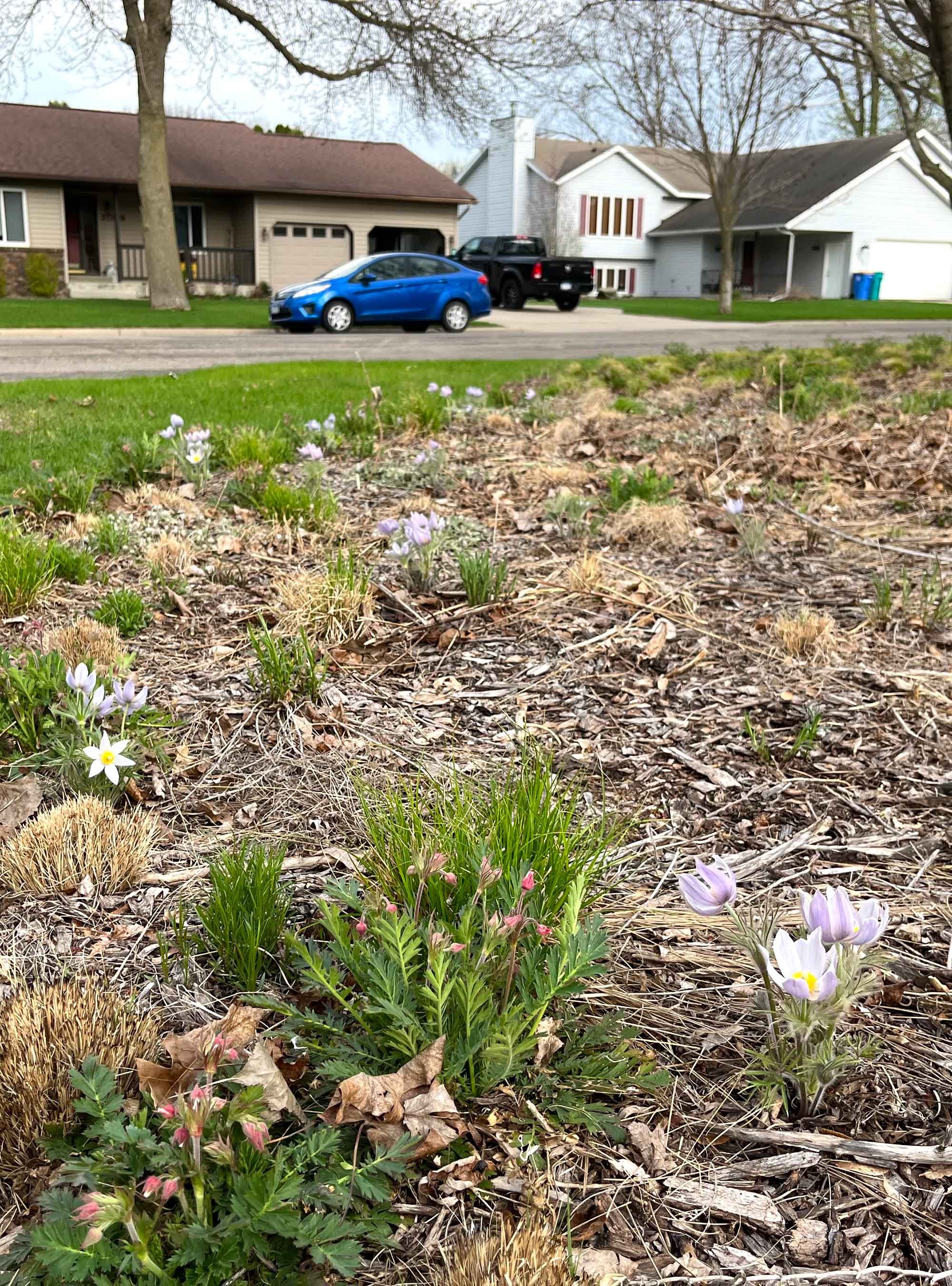 Pasque-Flower-Anemone-Patens-Minnesota-Spring-Native-Plant-Store.jpg