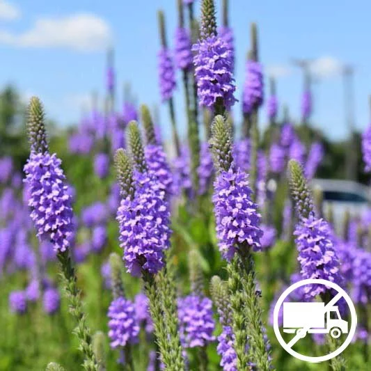 Hoary Vervain (Verbana stricta) 3-pack of pots  Blazing Star Gardens