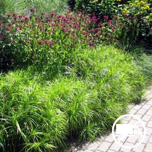 Palm Sedge (Carex muskingumensis) 3-pack of pots  Blazing Star Gardens