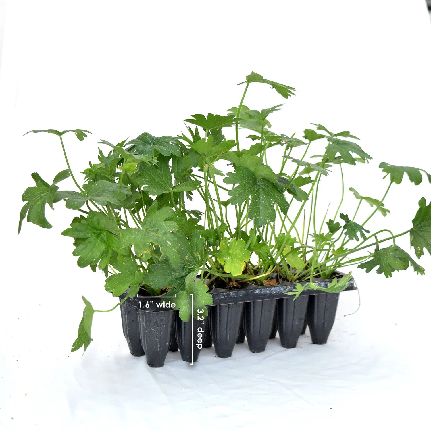 coffee arabica indoor plant Coffee Plant for Sale Including Care Guide & Growing Tips Small / Eco Pot / Earl Grey main image 1