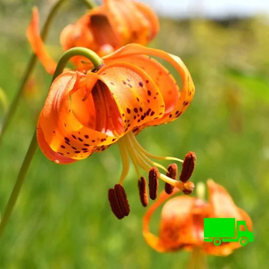 Michigan Lily (Lilium michiganense) - 100-pack of bulbs