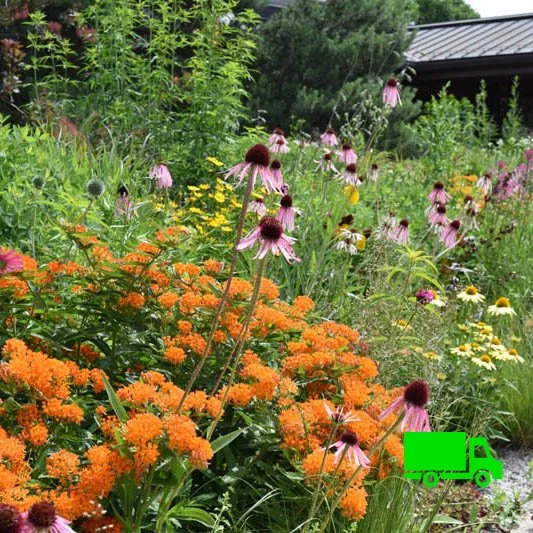 Butterfly Milkweed (Asclepias tuberosa) 12-pack of plugs  Blazing Star  Gardens
