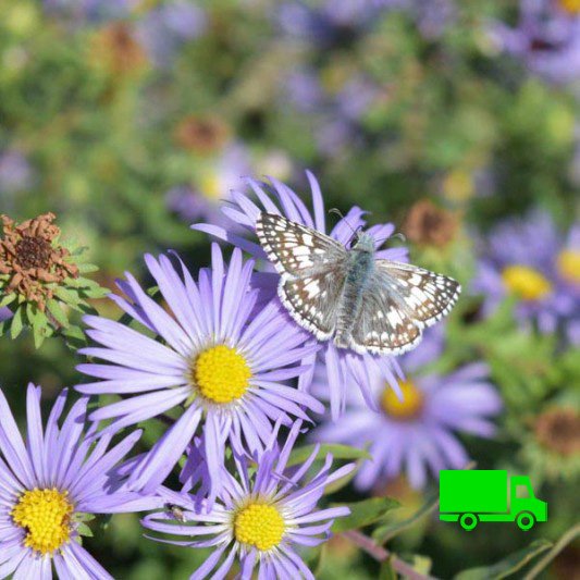 Aster-oblongifolius-Aromatic-Aster-Minnesota-Native-Plant-Nurseries-plugs.jpg