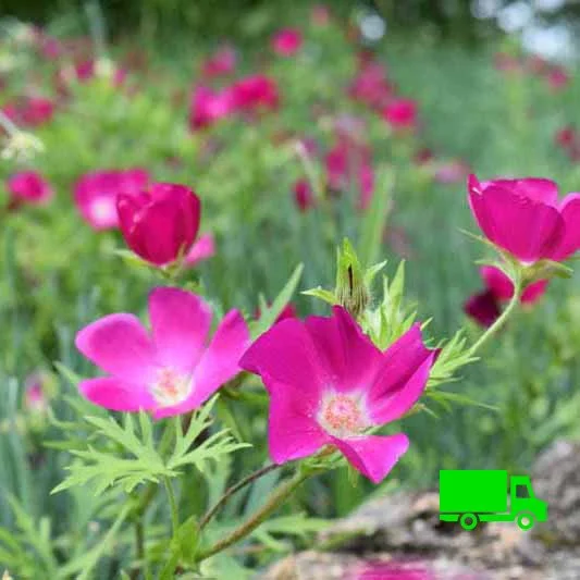 Purple Poppy Mallow (Callirhoe involucrata) 12-pack of plugs  Blazing Star  Gardens
