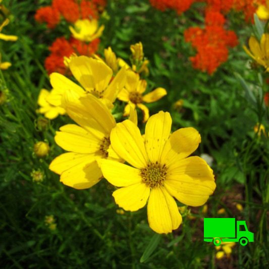 Coreopsis-palmata-Prairie-Coreopsis-Minnesota-Native-Plant-Nurseries-plugs.jpg