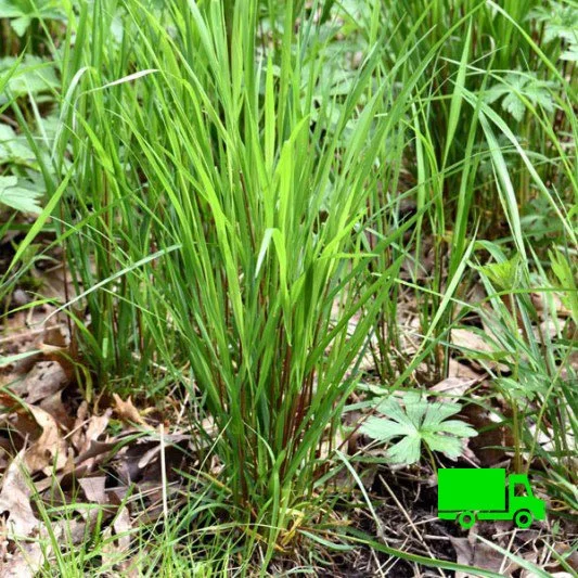 Elymus Hystrix Invasive