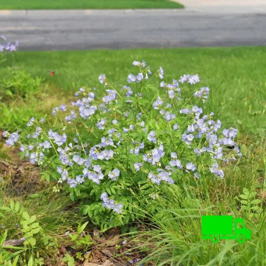 Jacob's Ladder (Polemonium reptans) 12-pack of plugs  Blazing Star Gardens