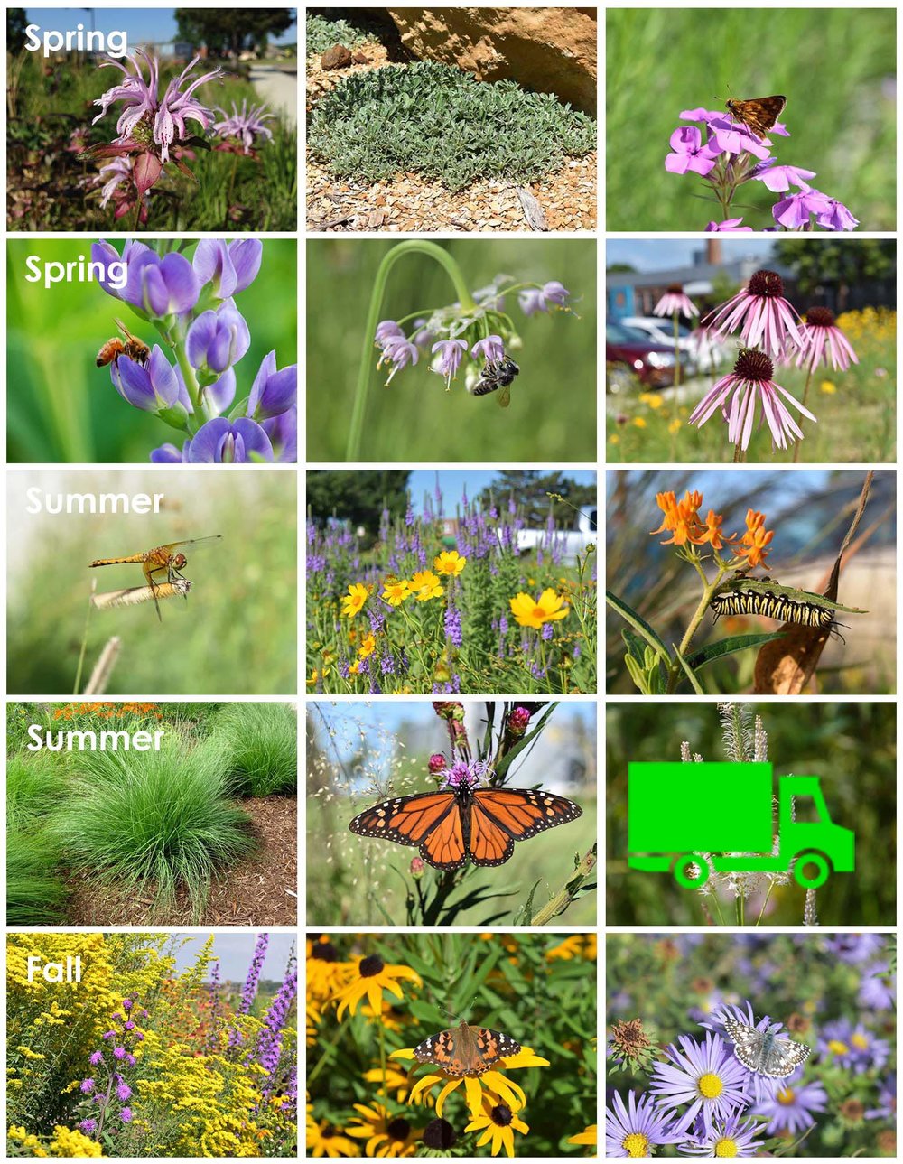 Tall and Sunny Pollinator Garden Kit - 72 plants — Blazing Star Gardens