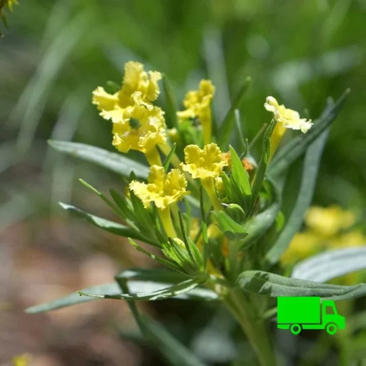 Lithospermum-incisum-Buy-Fringed-Puccoon-Minnesota-Rare-Native-Plant-Nurseries-plugs.jpg