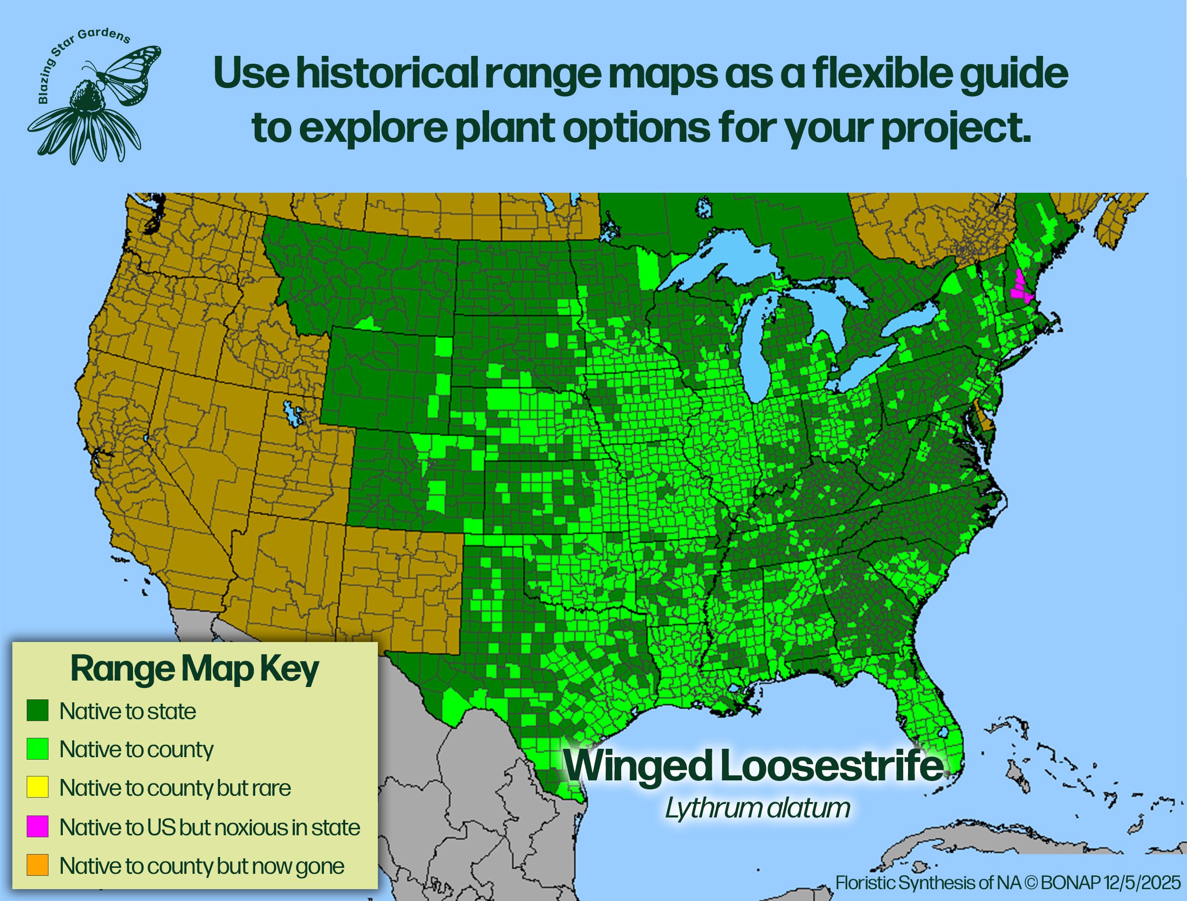 Native-range-map-for-Winged-Loosestrife-Lythrum-alatum-Native-plant-wild-flower-nursery.jpg