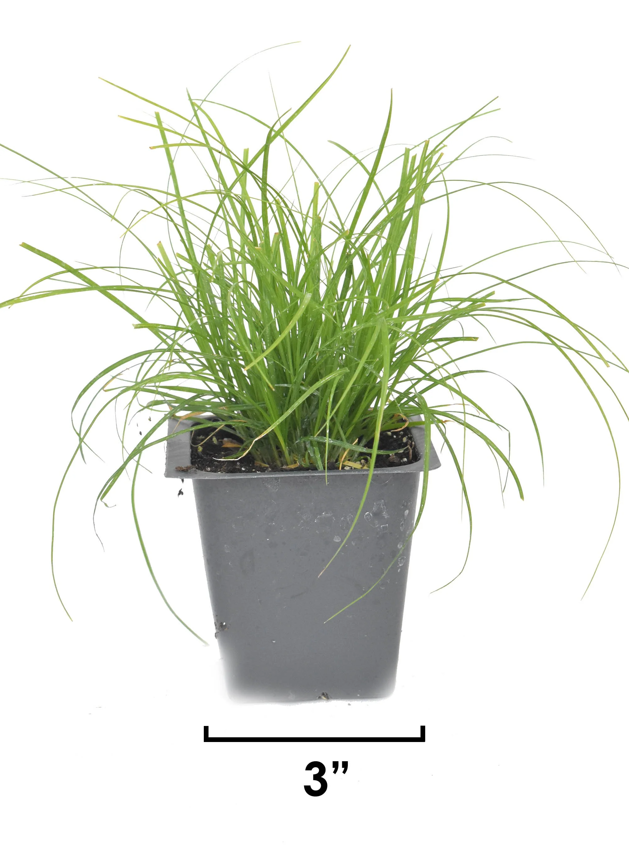 Carex-rosea-Rosy-Sedge-pots-buy-minnesota-native-plant-nursery-46.jpg