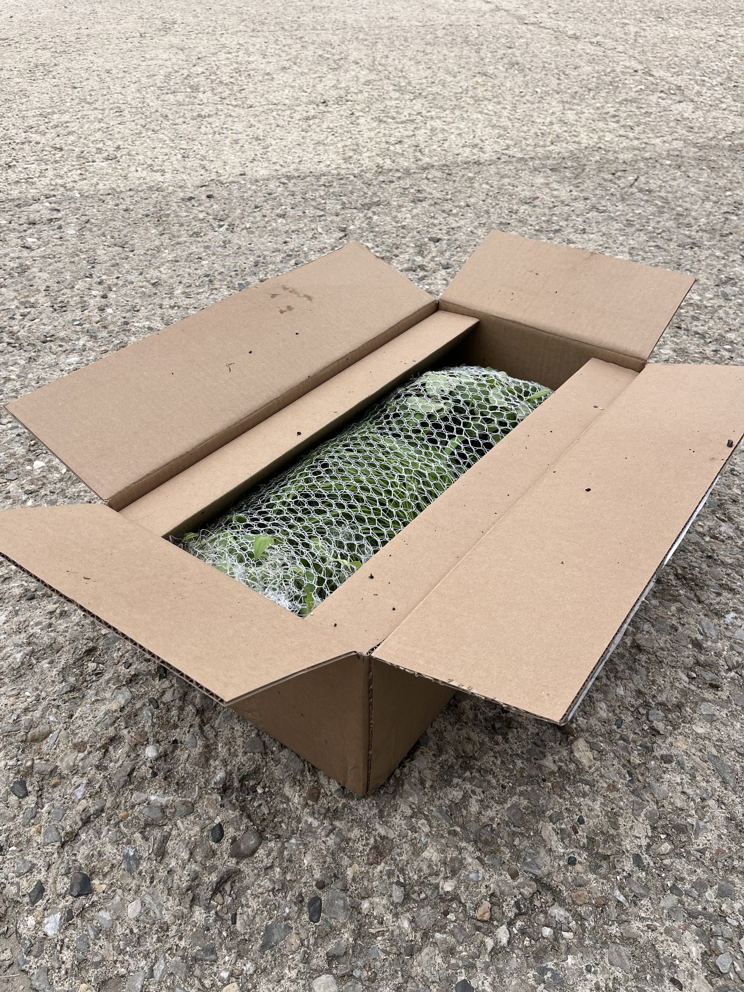 Cardboard boxes of native plant plugs wrapped in netting that were shipped from a native plant nursery in Minnesota