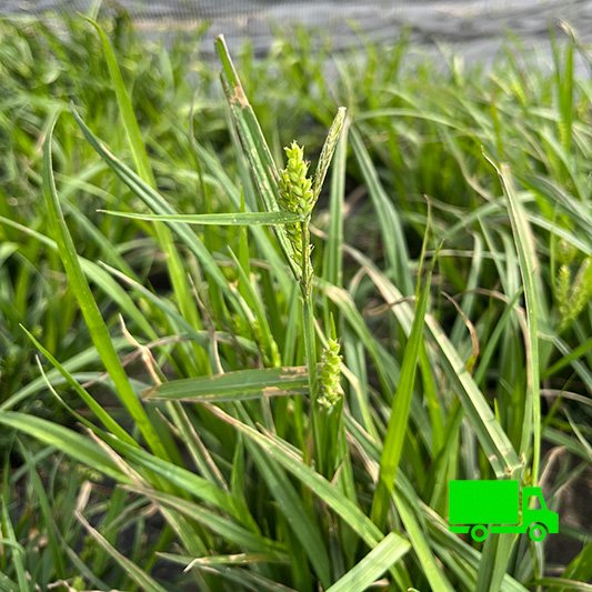 Wood-Sedge-Carex-blanda-buy-native-sedges-plugs-shipping.jpg