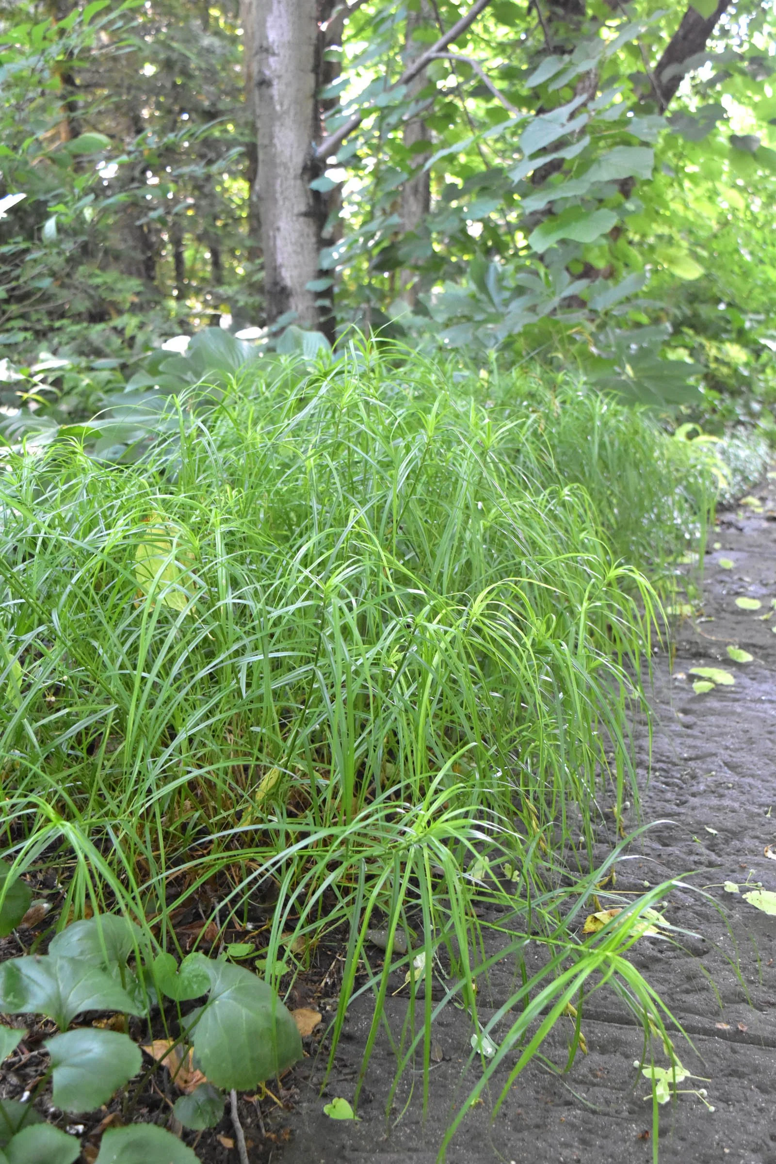 Carex-muskingumensis-Palm-Sedge-buy-minnesota-native-plant-nursery-70.jpg