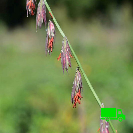 Bouteloua-curtipendula-Side-Oats-Grama-Buy-Native-Prairie-Grass-plugs.jpg