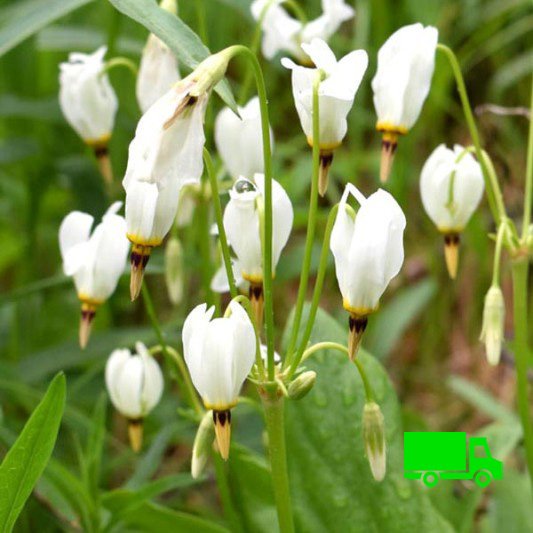 Dodecatheon-meadia-Shooting-Star-Buy-Native-Pollinator-Plants-plugs.jpg