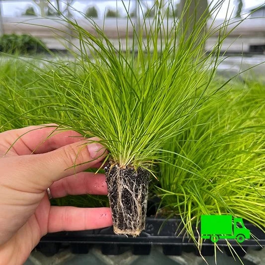 Ivory Sedge (Carex eburnea) 128-cell tray