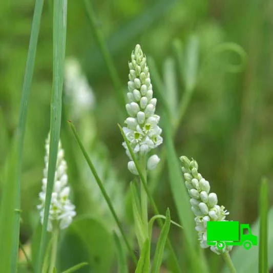 Snakeroot (Polygala senega) 12 or 72-pack of plugs