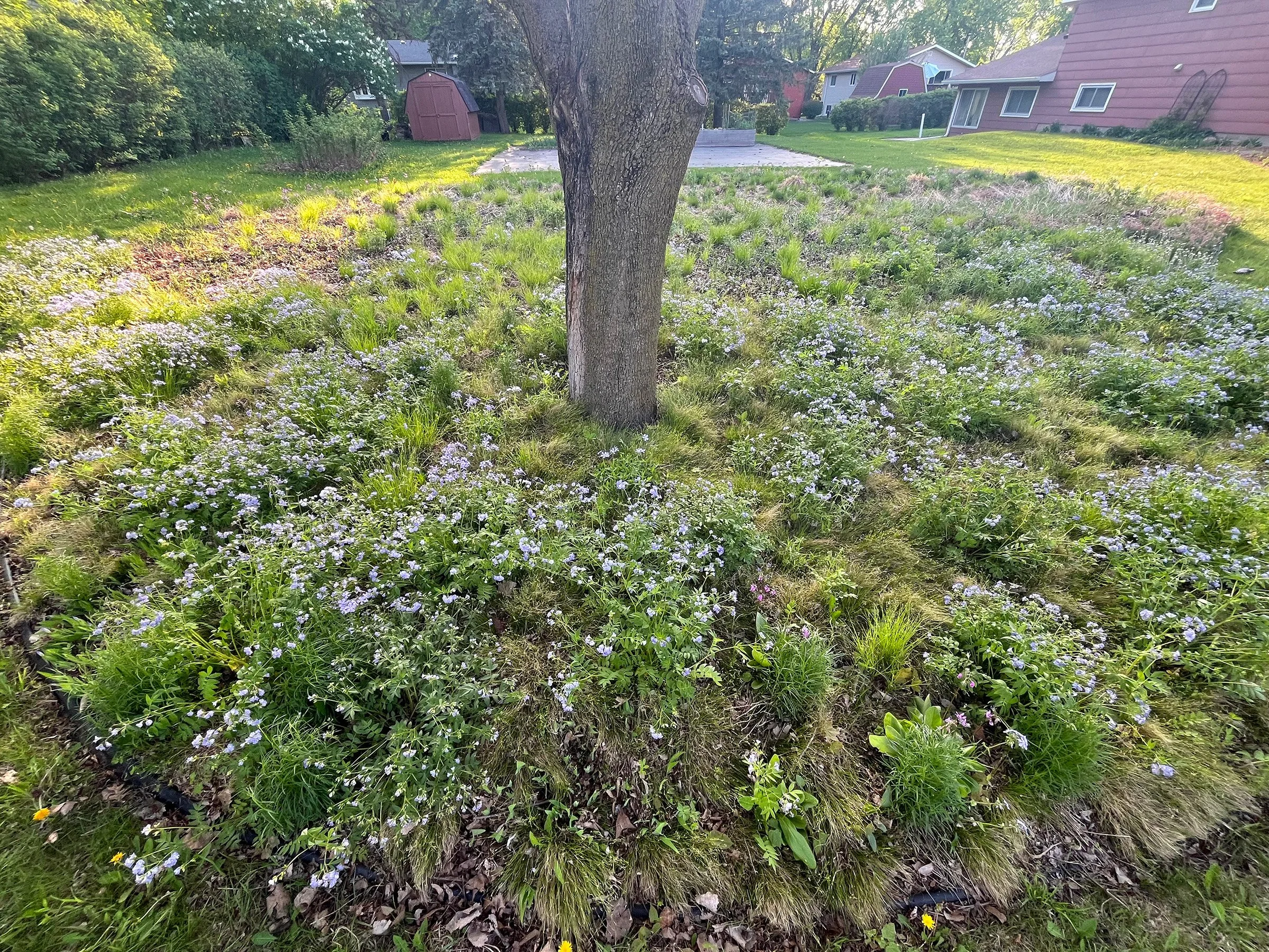 Jacobs-Ladder-Polemonium-reptans-buy-native-plugs-Minnesota (2).jpg