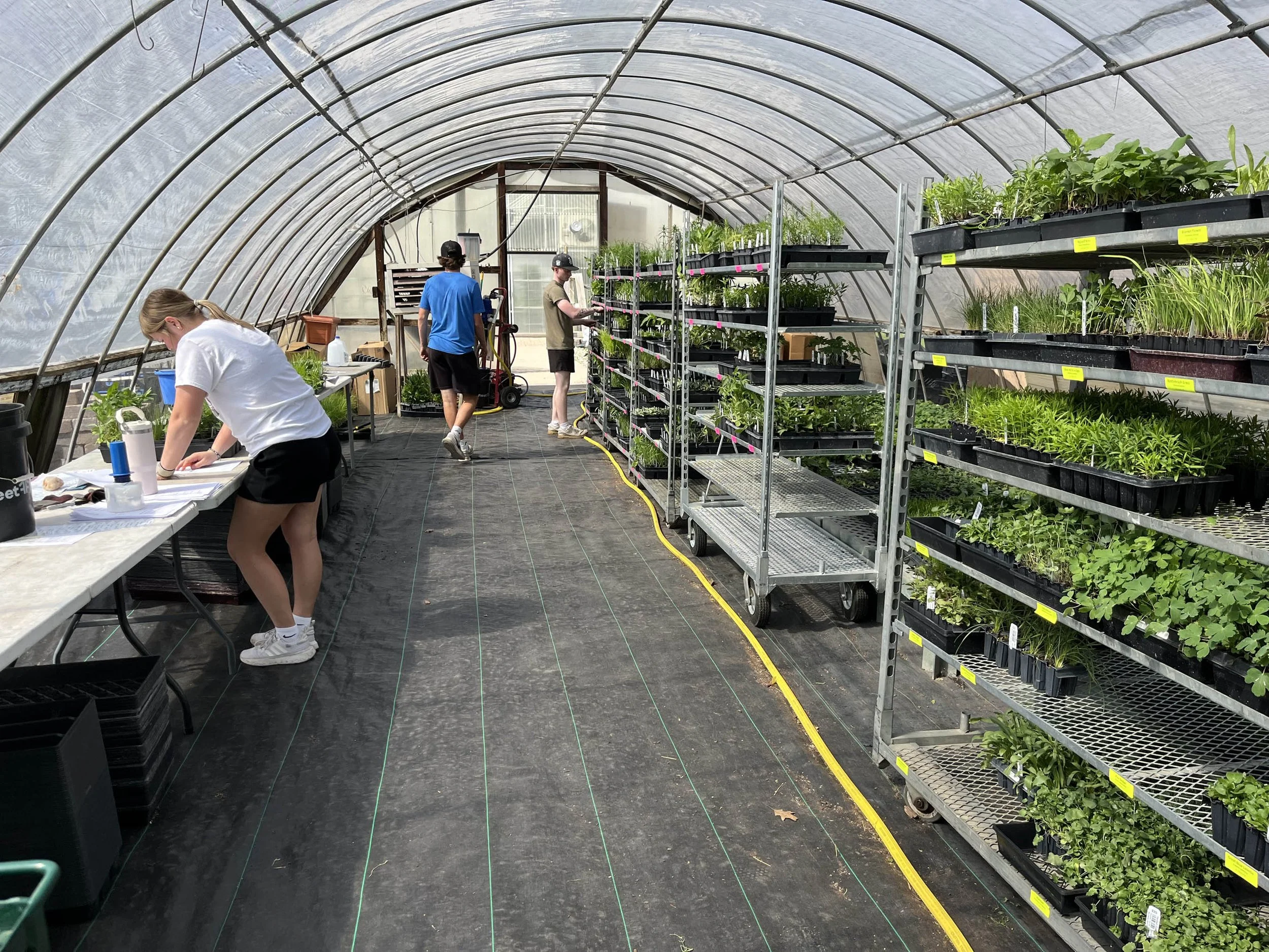 Employees standing in a native plant nursery and garden center greenhouse picking plant plugs and pots from metal racks