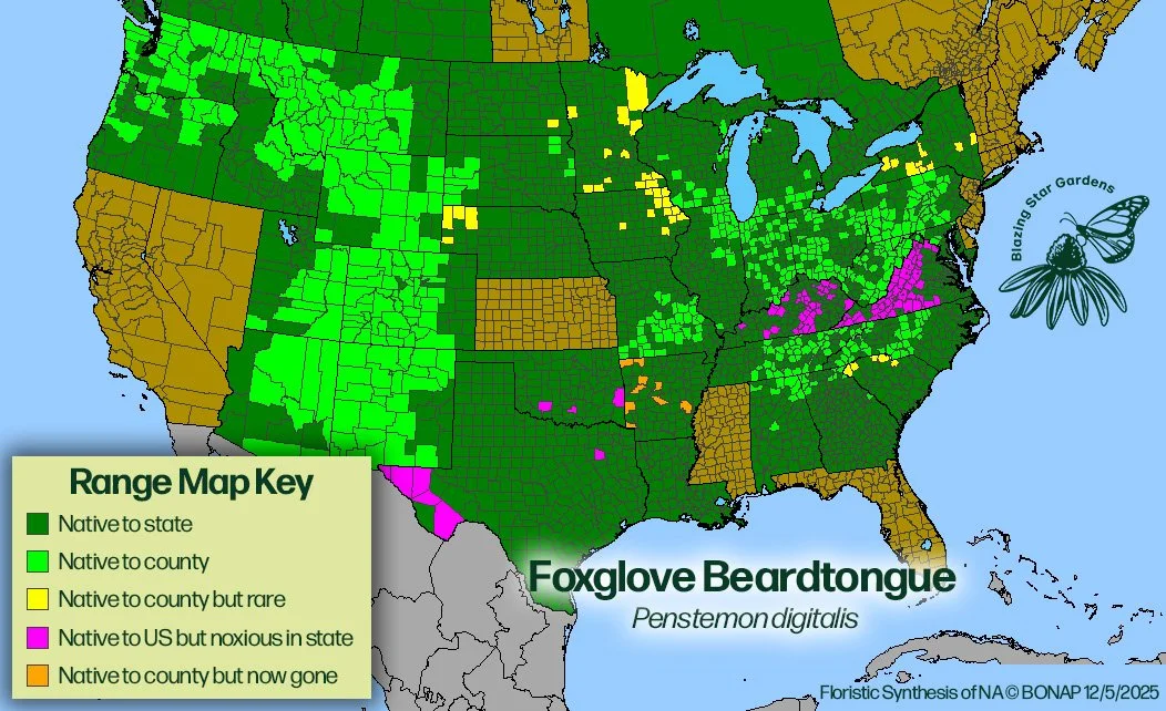 Native-range-map-for-Foxglove-Beardtongue-Penstemon-digitalis-Native-plant-wild-flower-nursery.jpg