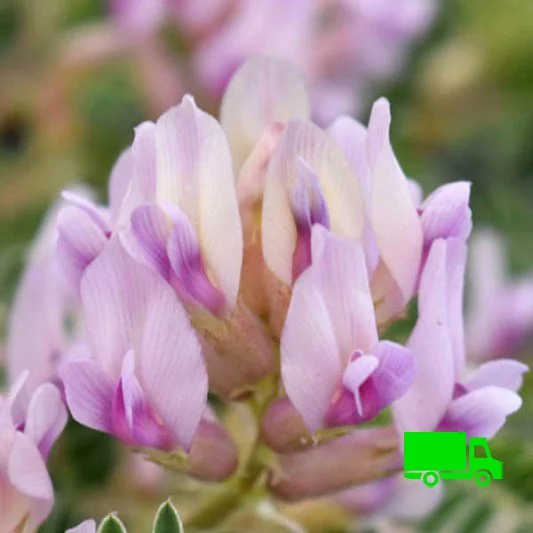 Astragalus-crassicarpus-Ground-Plum-Minnesota-Native-Plant-Nurseries-plugs.jpg