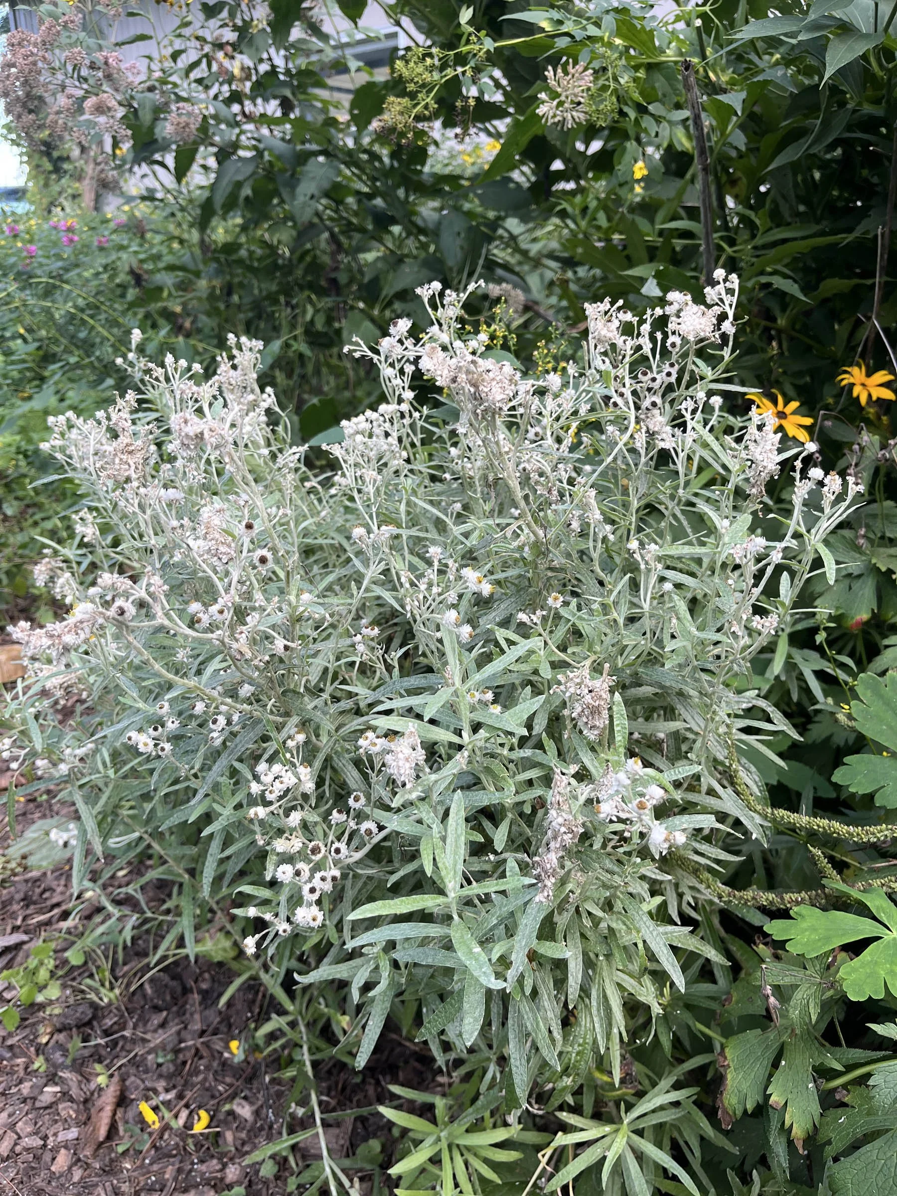 Anaphalis-margaritacea-Pearly-Everlasting-buy-minnesota-native-plant-nursery-90.jpg