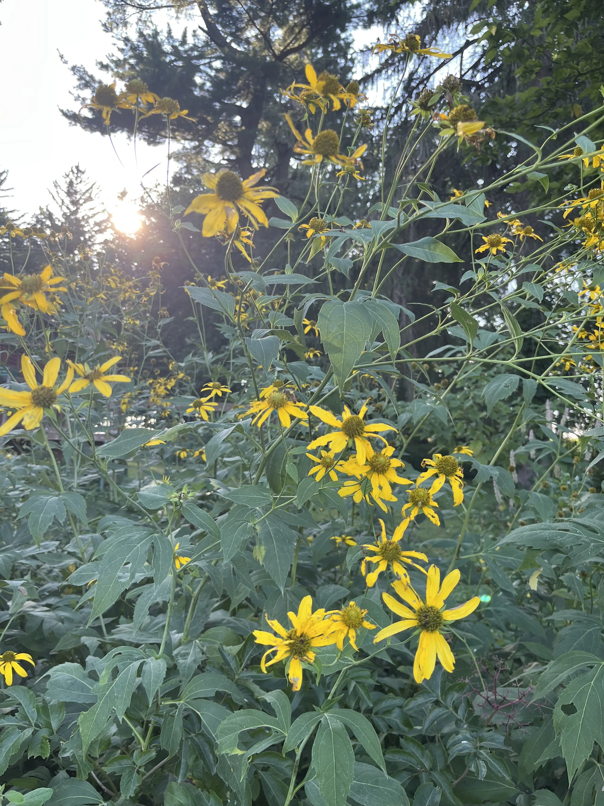Golden-Glow-Rudbeckia-laniniatum Buy native shade plants.JPG