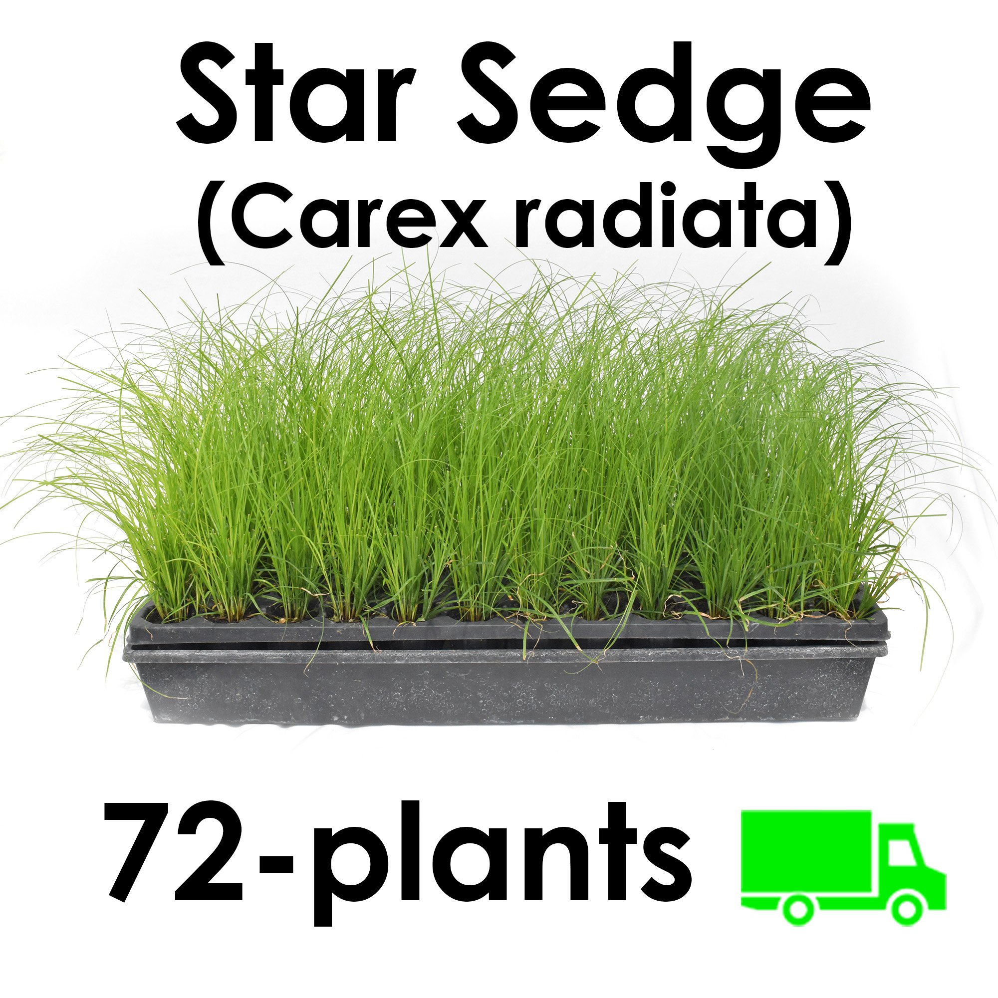 Buy Star Sedge Carex radiata plugs plants wholesale bulk nursery - Copy.jpg