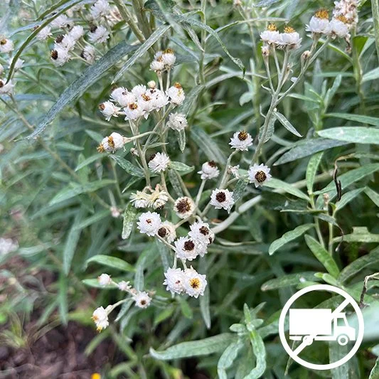 Pearly Everlasting (Anaphalis margaritacea) 3-pack of pots