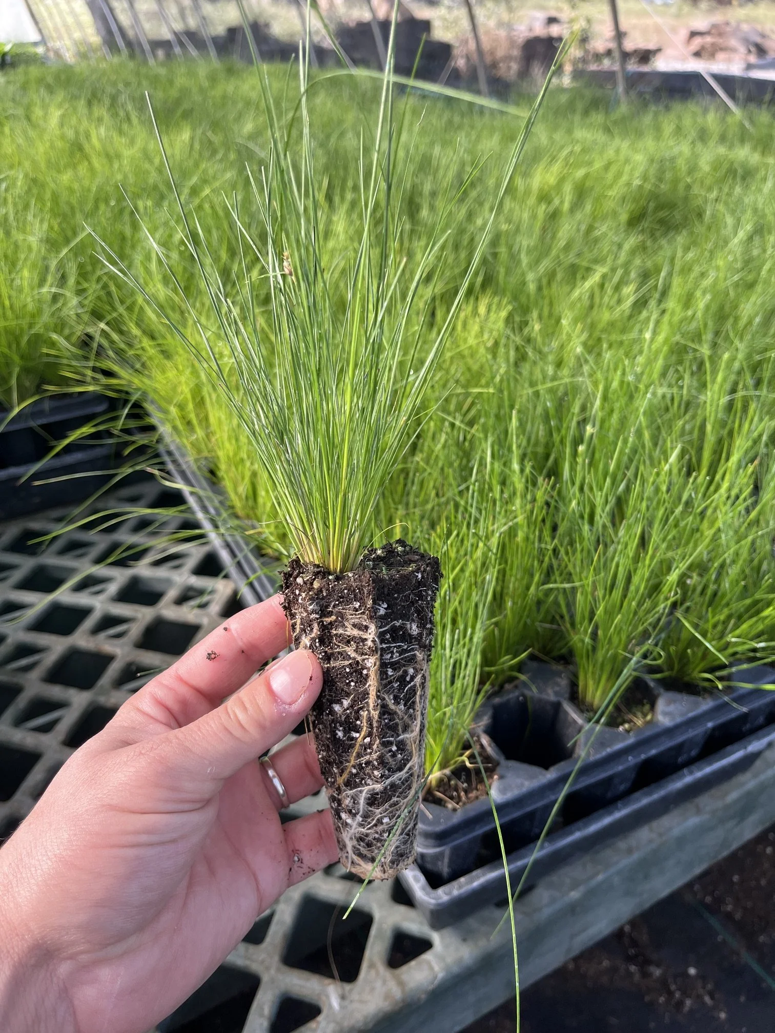 Path Rush (Juncus tenuis) 50-cell tray