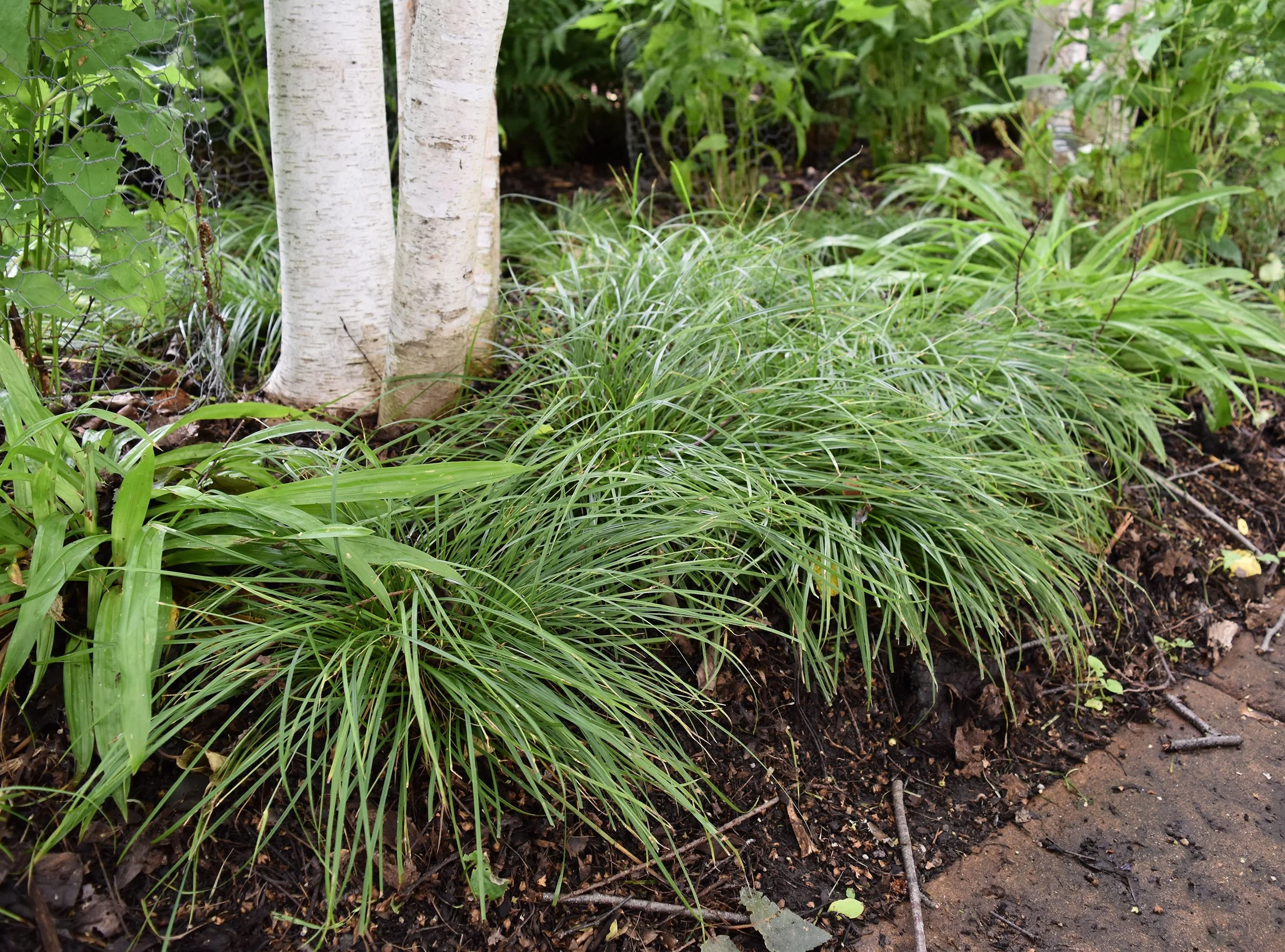 James-Sedge-Carex-jamesii-native-sedge (3).JPG