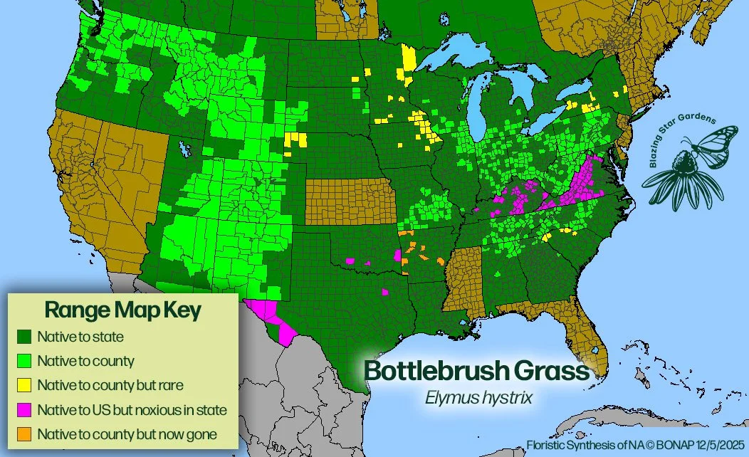 Native-range-map-for-Bottlebrush-Grass-Elymus-hystrix-Native-plant-wild-flower-nursery.jpg