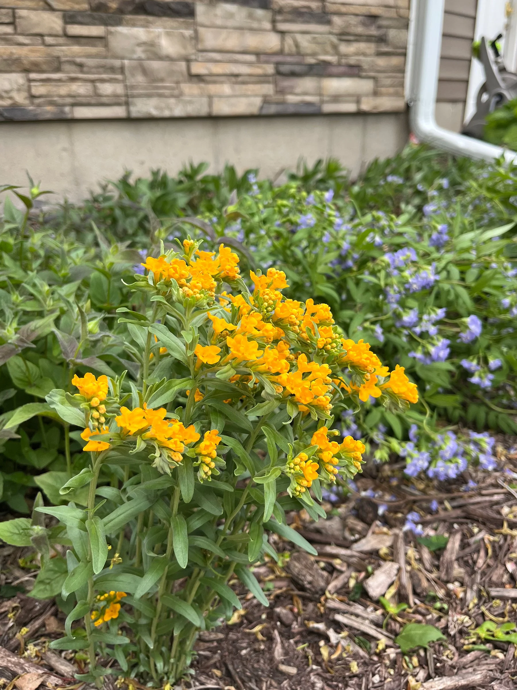 Lithospermum-canescens-Hoary-Puccoon-buy-minnesota-native-plant-nursery-78.JPG.jpg