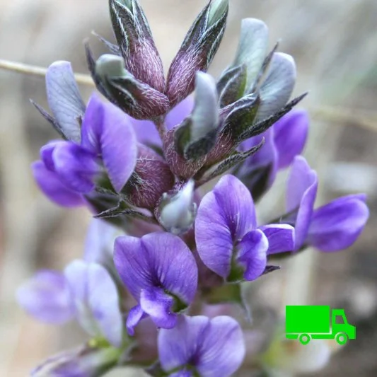 Buy-Prairie-Turnip-Pediomelum-esculentum-3-pack of pots.jpg