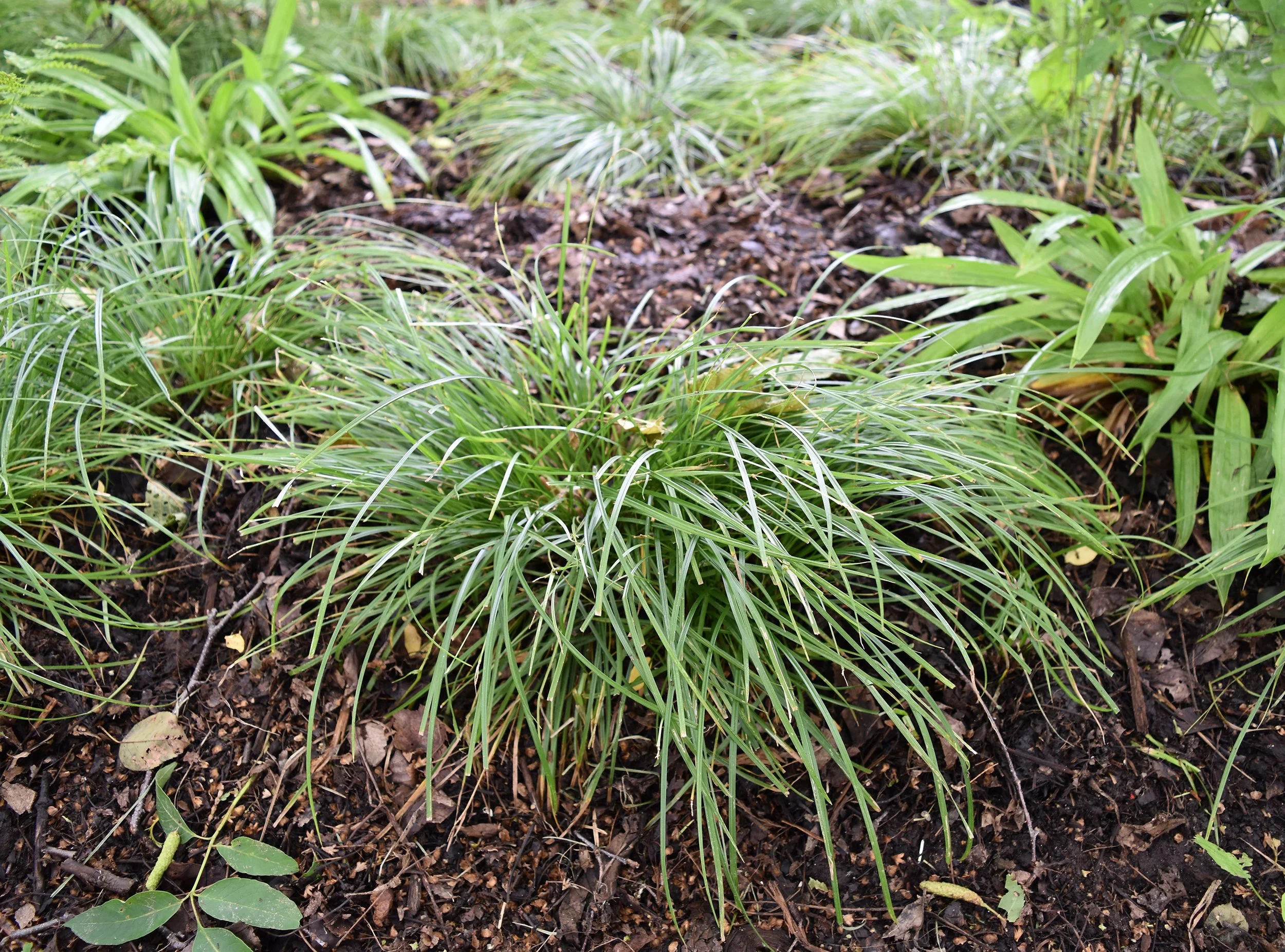 James-Sedge-Carex-jamesii-native-sedge (4).JPG