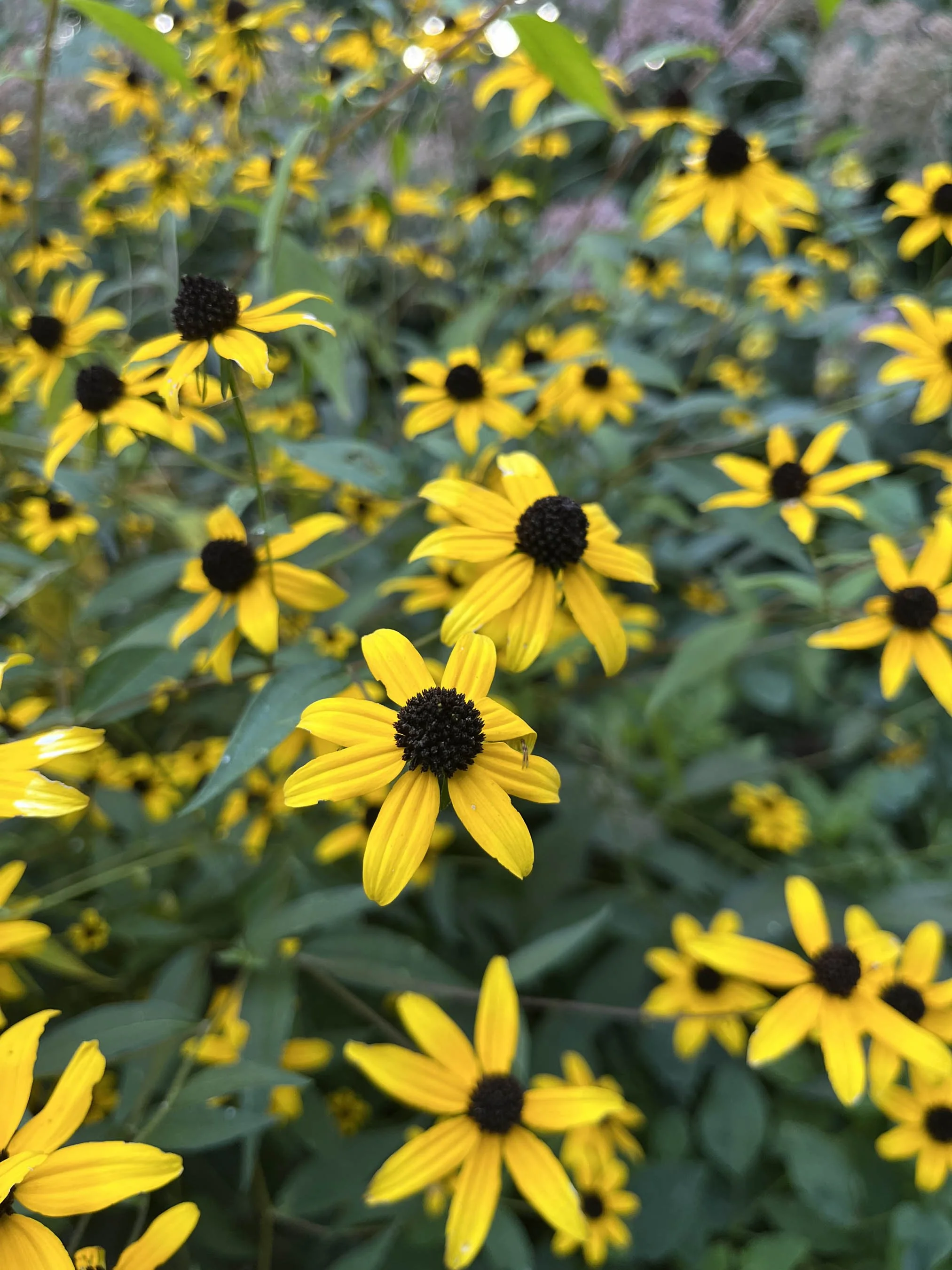 Rudbeckia-triloba-Brown-Eyed-Susan-buy-minnesota-native-plant-nursery-63.jpg