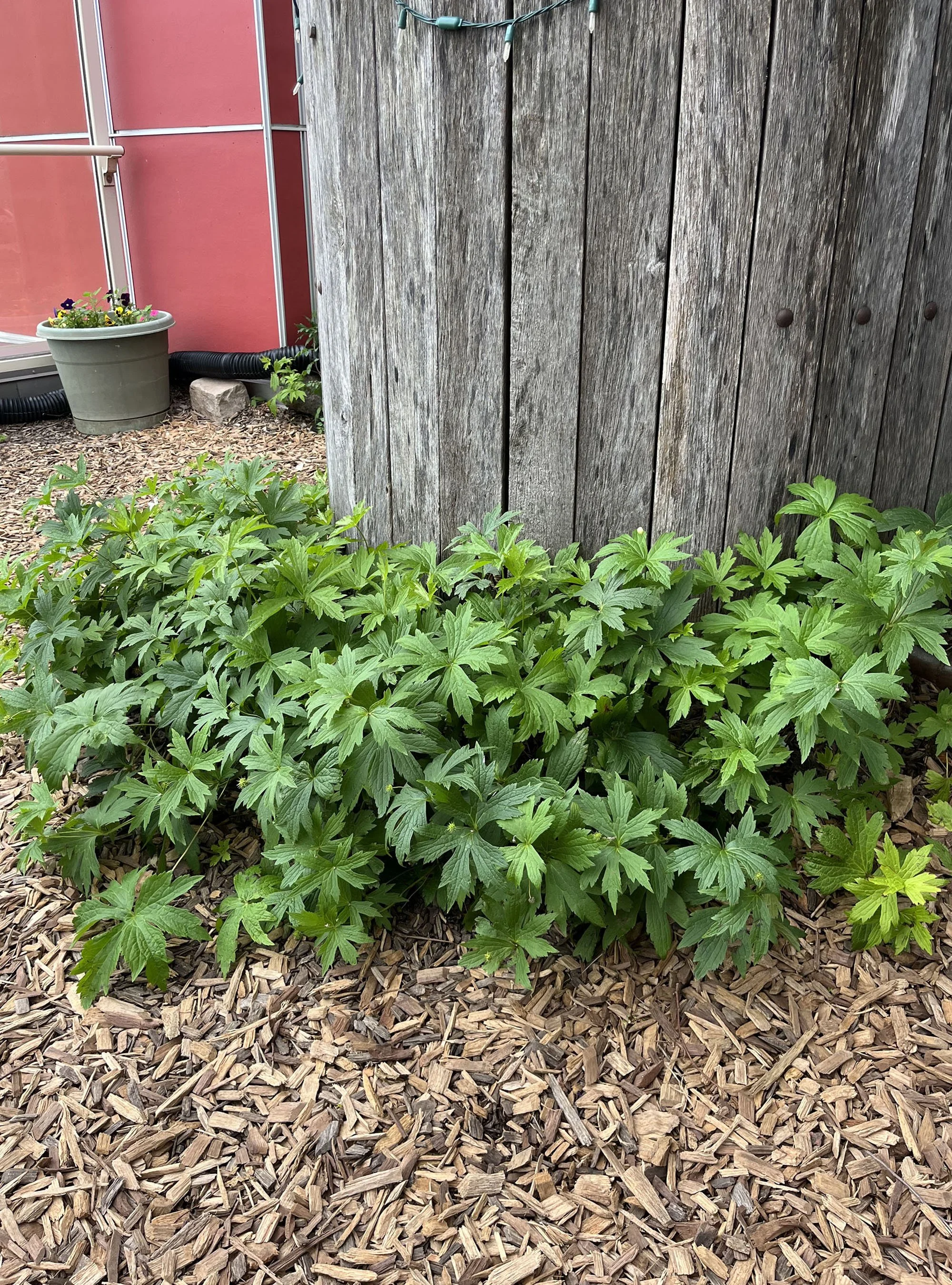 Canada Anemone Anemone canadensis buy Minnesota native plants (2).jpeg