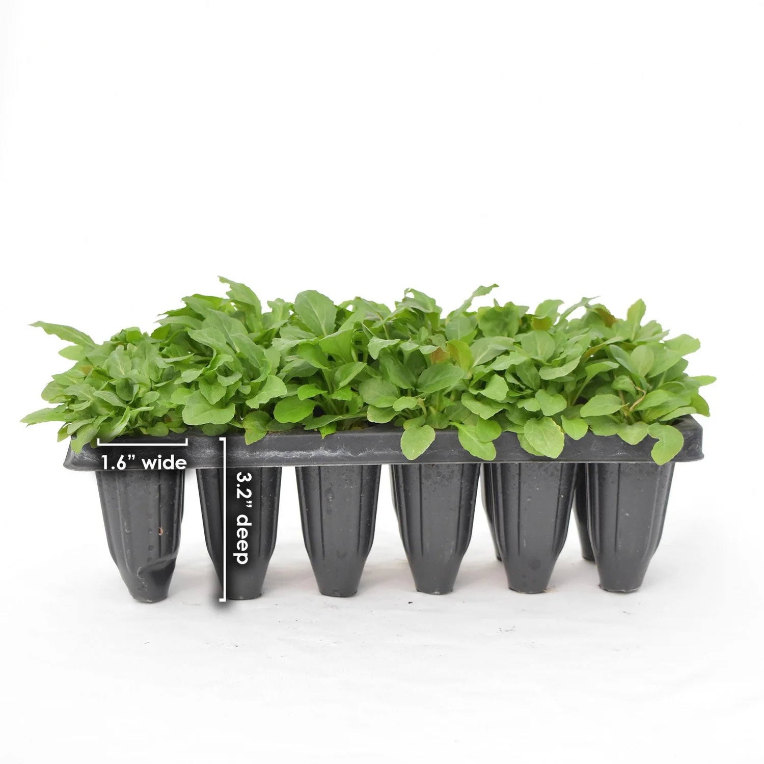 Cardinal Flower (Lobelia cardinalis) 12 or 72-pack of plugs  Blazing Star  Gardens