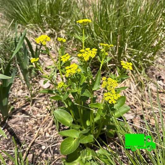Golden Alexanders (Zizia aurea) 12-pack of plugs  Blazing Star Gardens