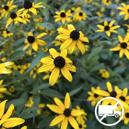 Thumbnail-Rudbeckia-triloba-Brown-Eyed-Susan-buy-minnesota-native-plant-nursery-63.jpg