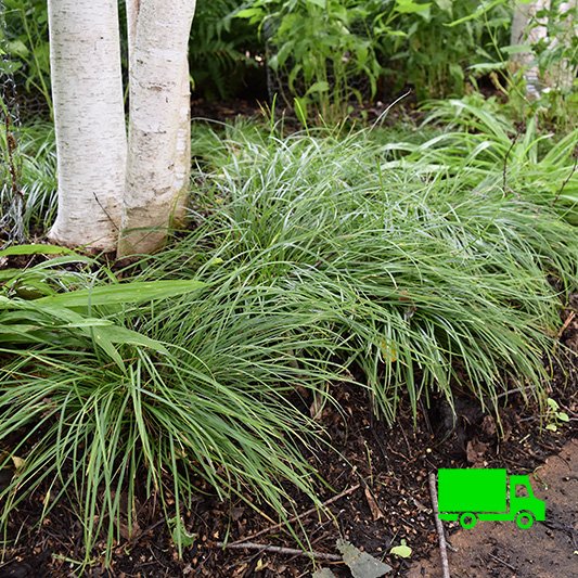 James-Sedge-Carex-jamesii-native-sedge-plugs.jpg