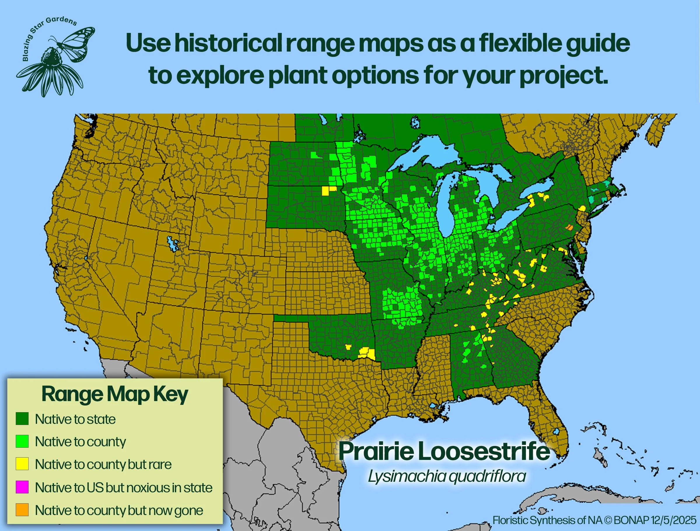 Native-range-map-Prairie-Loosestrife-Lysimachia-quadriflora-Native-plant.jpg