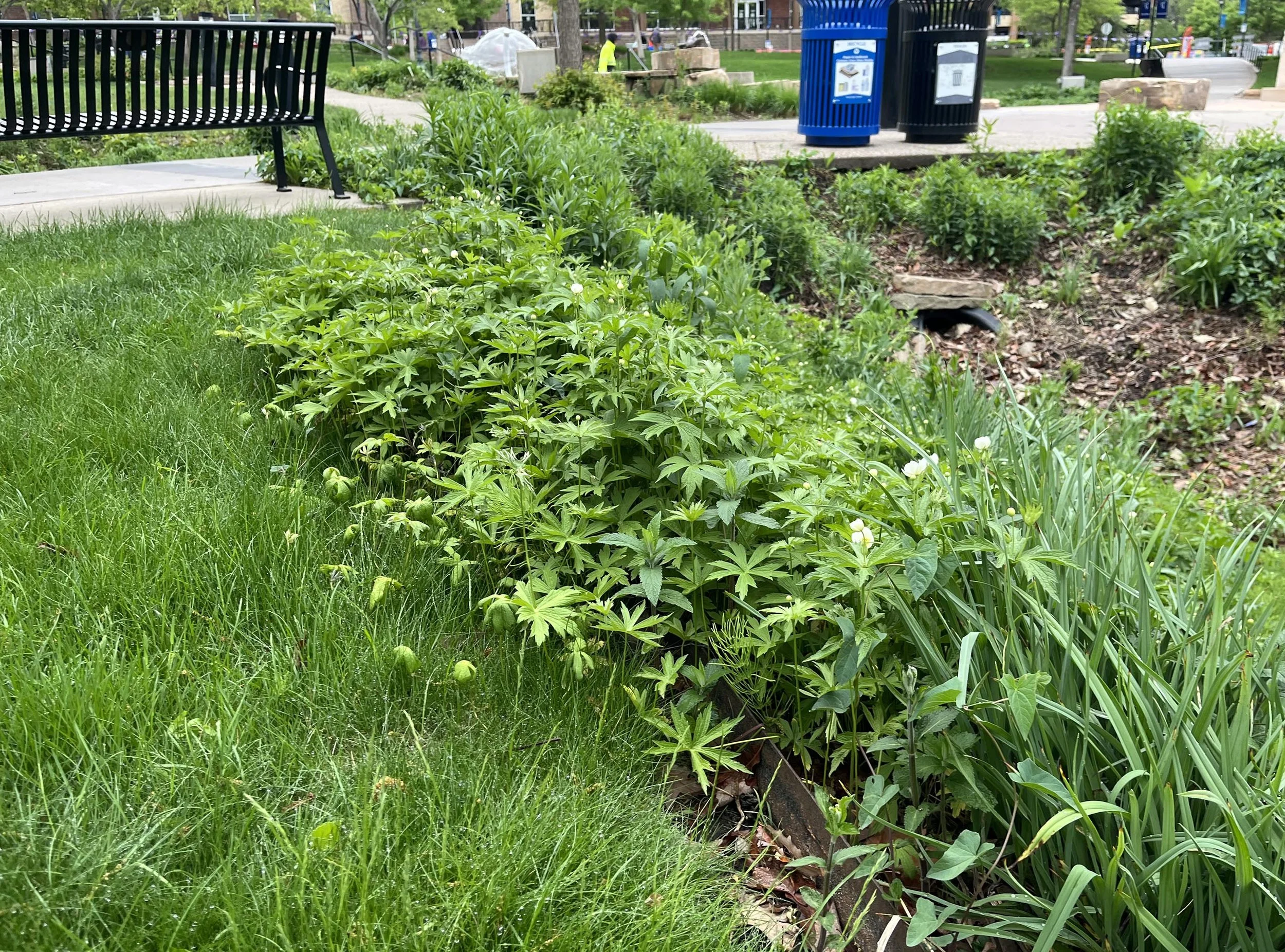 Canada Anemone Anemone canadensis buy Minnesota native plants rain garden.jpeg