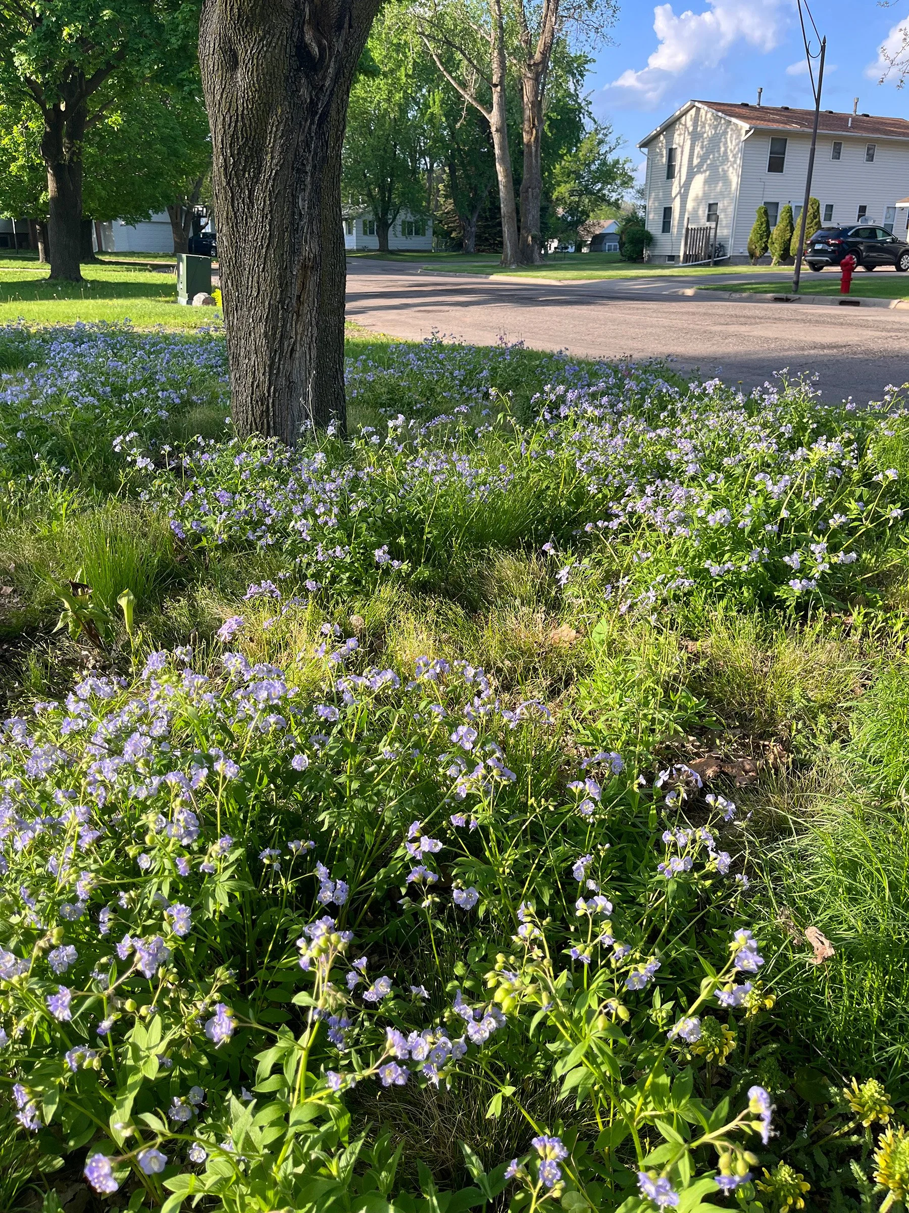 Jacobs-Ladder-Polemonium-reptans-buy-native-plugs-Minnesota (1).jpg