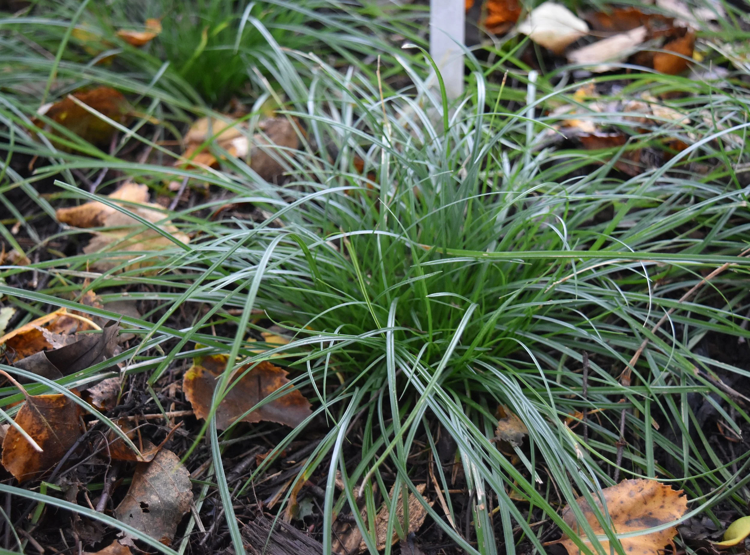 James-Sedge-Carex-jamesii-native-sedge-minnesota.jpg