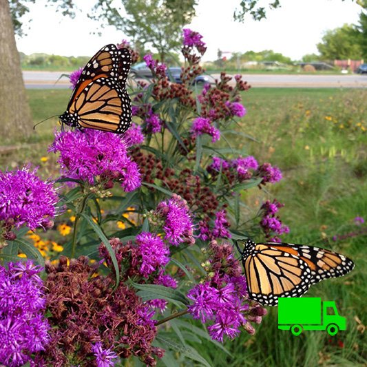 Vernonia-fasciculata-Ironweed-Plants-for-Rain-Gardens-plugs.jpg