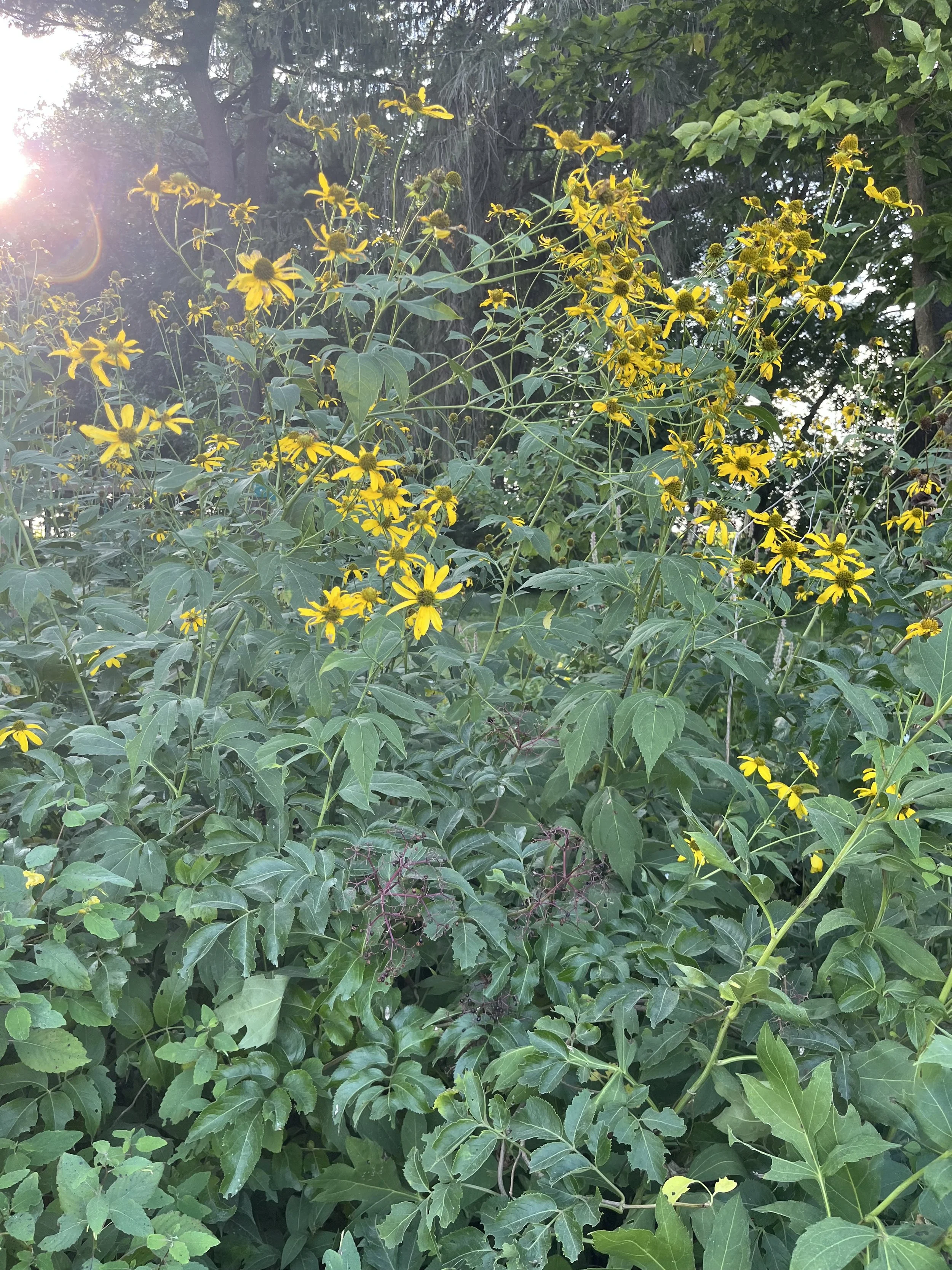 Golden-Glow-Rudbeckia-laniniatum Buy native shade plants (2).JPG