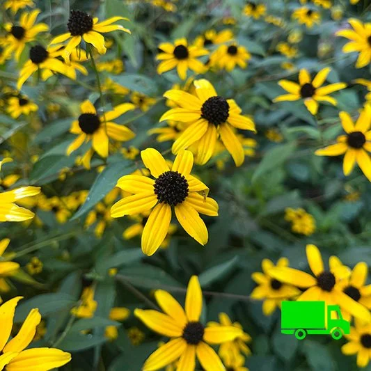 Brown Eyed Susan (Rudbeckia triloba) 12-pack of plugs